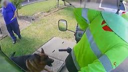 در استرالیا هر هفته 55 پستچی هدف حمله سگ‌ها قرار می‌گیرند