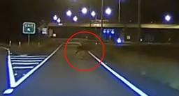 رانندگان کوئینزلند مراقب حیوانات وحشی سرگردان در جاده‌ها باشند