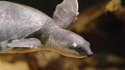 افزایش گونه‌های جانوری و گیاهی در معرض خطر انقراض در استرالیا