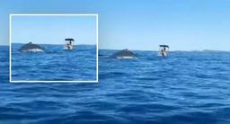 یک ماهیگیر کوئینزلندی از سیلی دم نهنگ جان سالم بدر برد!