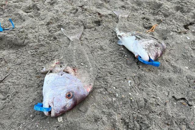 کشف ماهی‌های پلاک‌دار مشکوک در یکی از سواحل استرالیای غربی 