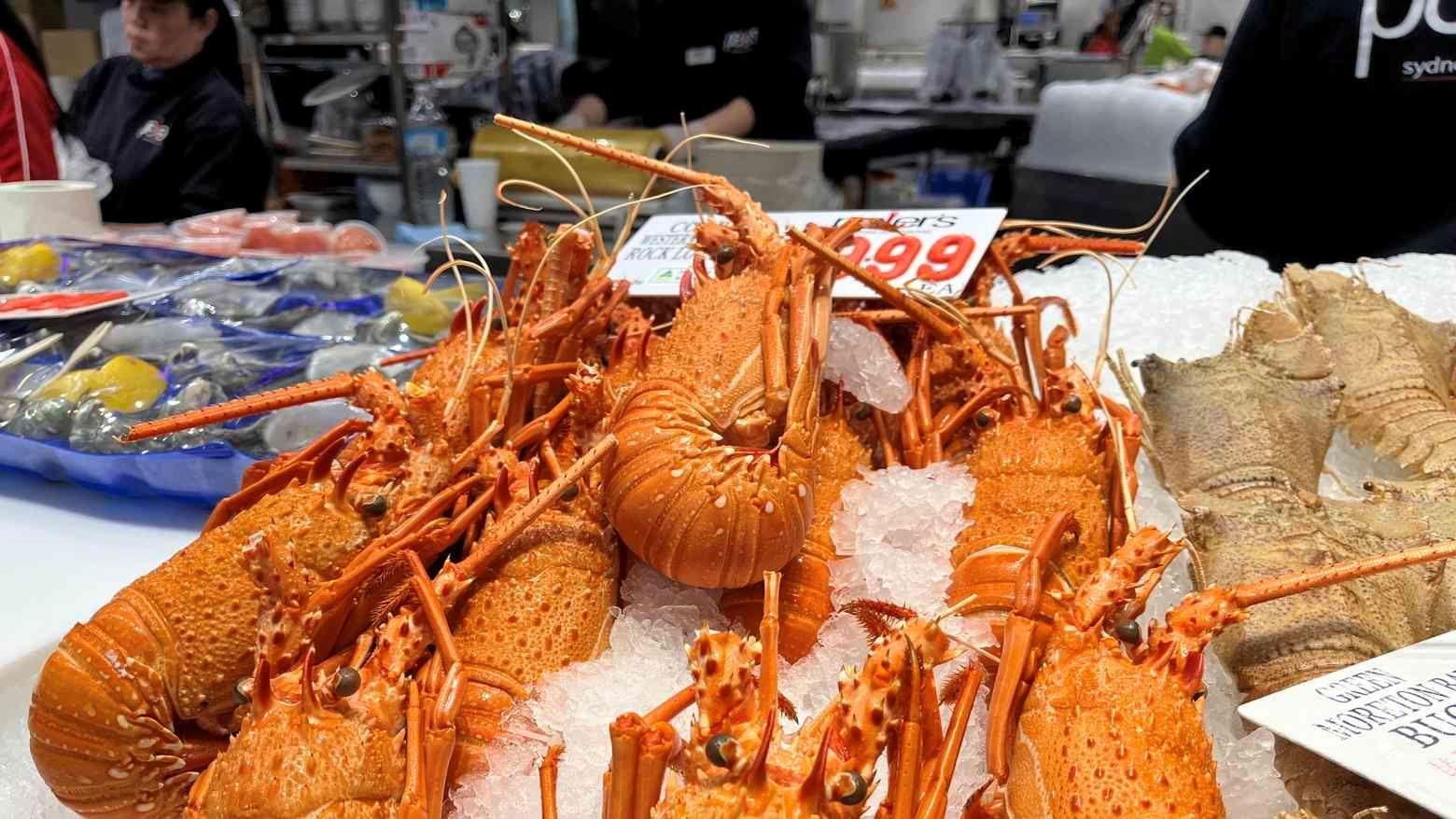 صادرات خرچنگ دریایی زنده از استرالیا به چین از سرگرفته می‌شود