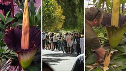 صف‌های طولانی برای تماشای شکوفه "بدبوترین گل جهان" در ویکتوریا