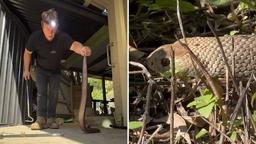 مار قهوه‌ای جان یک نوجوان را در ایالت کوئینزلند گرفت