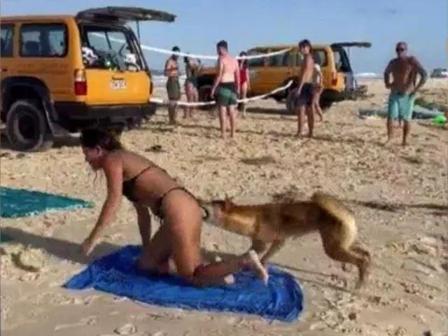 حمله دینگو به یک مسافر؛ هشدار به مسافران سواحل کیگاری در ایالت کوئینزلند