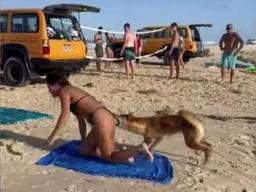 حمله دینگو به یک مسافر؛ هشدار به مسافران سواحل کیگاری در ایالت کوئینزلند