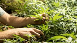 مصرف‌ حشیش دارویی در زمان رانندگی در ایالت ویکتوریا تخلف محسوب نمی‌شود