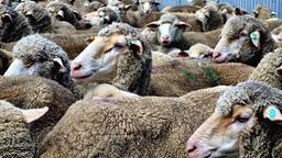 هشدار زیست امنیتی برای جلوگیری از انتقال ویروس H5N1 به دام‌ها در استرالیا