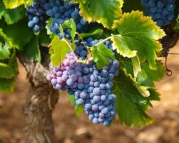 خواص اعجاب‌انگیز انگور؛ از کنترل قند خون تا مقابله با پیری