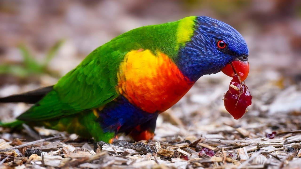 "لوریکیت رنگین‌کمانی" همچنان تاج پرجمعیت‌ترین پرنده استرالیا را بر سر دارد