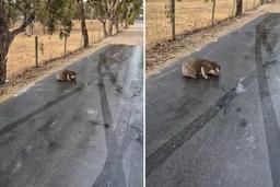 تصادفات مرگبار با حیوانات در جاده‌های استرالیا؛ هشدار جدی به رانندگان