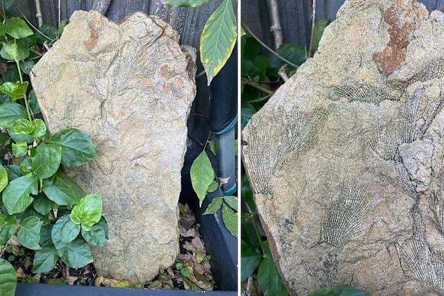 کشف اتفاقی و شگفت‌انگیز فسیل 250میلیون ساله در حیاط یک خانه در سیدنی