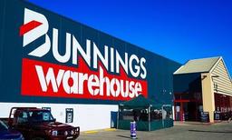 هشدار برای ممنوعیت فروش گل گازانیا در استرالیا؛ تهدید میلیارد دلاری برای محیط زیست