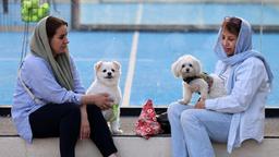 گزارش ای‌بی‌سی استرالیا از تشدید ممنوعیت سگ‌گردانی در شهرهای مختلف ایران