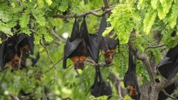 کشف ۲۰ ویروس ناشناخته جدید در خفاش‌های چینی