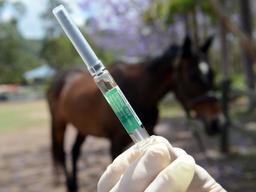 شناسایی ویروس مرگبار "هندرا" در کوئینزلند پس از سه سال