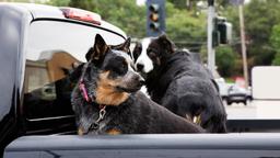 آیا در استرالیا حمل سگ در داخل خودرو جریمه دارد؟