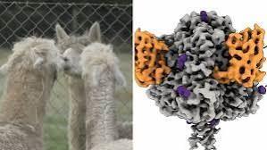 کشف پیشگامانه محققان استرالیایی؛ امیدی تازه به درمان ویروس مرگبار HTLV-1