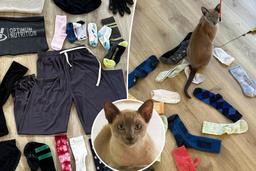 گربه خانگی که به جای شکار موش یا پرنده، عاشق دزدیدن لباس زیر است!