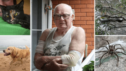 در استرالیا، حملات سگ‌ها موجب بستری شدن افراد بیشتری شده‌اند تا گزش مار و عنکبوت!