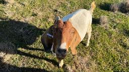 استرالیا بزرگ‌ترین صادرکننده گوشت بز در جهان؛ اما مصرف داخلی ناچیز 