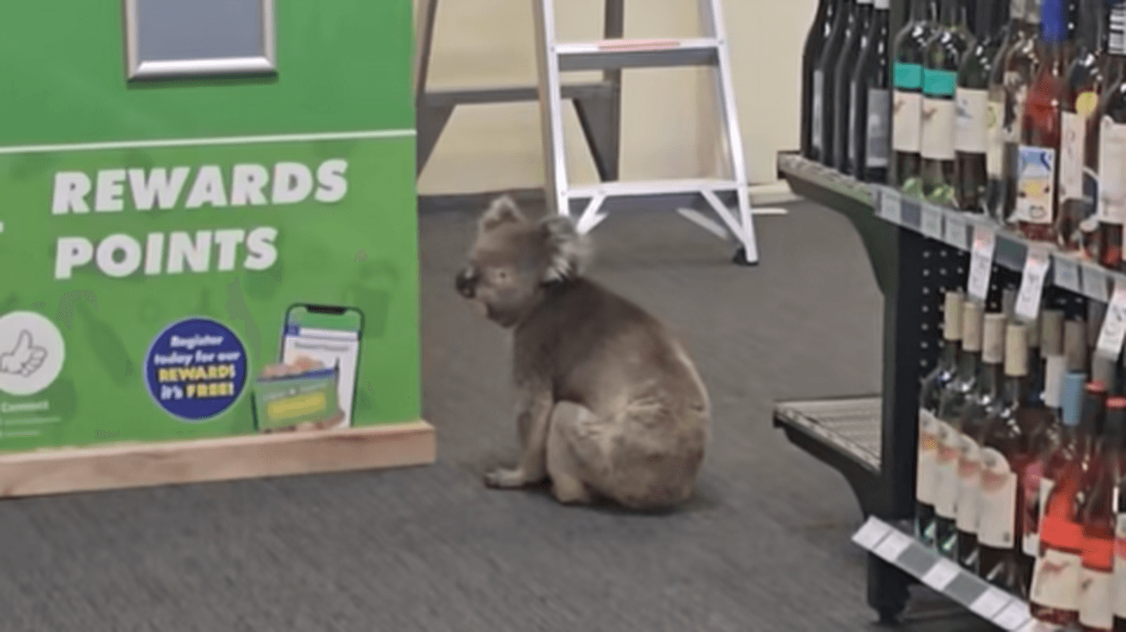 کوآلای کنجکاو، میهمان ناخوانده فروشگاه نوشیدنی در جزیره کانگورو