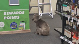 کوآلای کنجکاو، میهمان ناخوانده فروشگاه نوشیدنی در جزیره کانگورو