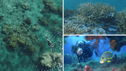 هشدار جهانی برای نجات دیواره بزرگ مرجانی در معرض خطر استرالیا