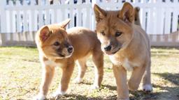 تصمیم جنجالی دولت ایالت کوئینزلند؛ آیا دینگوها رسماً "سگ اهلی" طبقه‌بندی می‌شوند؟