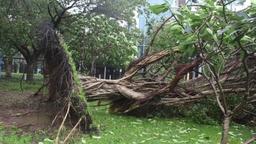 توفان فینا قلمرو شمالی را درنوردید؛ خسارت گسترده و فروریختن بخشی از سقف بیمارستان رویال داروین