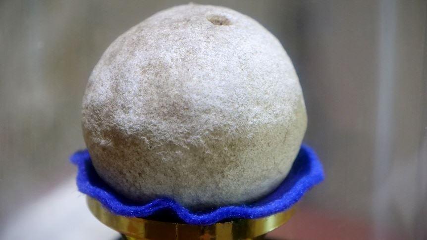 قدیمی‌ترین پرتقال جهان در موزه اگنس واتر، 100 ساله شد!