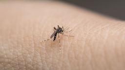 شناسایی "ویروس راس ریور" در ایالت ویکتوریا؛ مسافران مراقب باشند