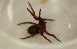 تبدیل زهر مرگبارترین عنکبوت استرالیا به دارویی نجات‌بخش