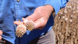 سرقت خشخاش‌های سمی مرگبار از مزرعه‌ای در ایالت ویکتوریا