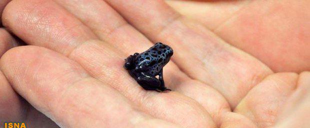 قورباغه‌ ای به اندازه ناخن انگشت
