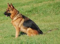 یافته های جدید از اجداد سگ های امروزی