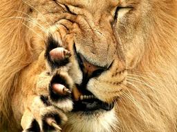 شیرها، در حال انقراض !