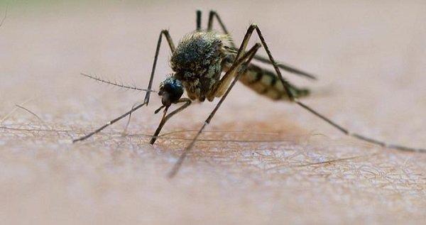 اگر نسل پشه‌ها منقرض شود چه اتفاقی می‌افتد؟