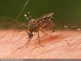 چگونه پشه ها طعمه های خود را انتخاب می کنند؟