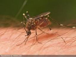 چگونه پشه ها طعمه های خود را انتخاب می کنند؟