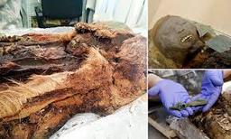 کشف مومیایی باستانی در سیبری با اشیاء ساخت تمدن ایرانی