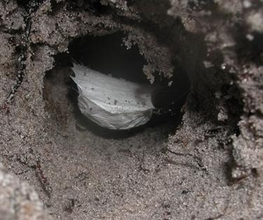 کشف گونه های جدید و ناشناخته عنکبوت در استرالیا