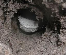 کشف گونه های جدید و ناشناخته عنکبوت در استرالیا