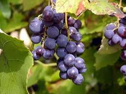 جلوگیری از سرطان روده با مصرف انگور قرمز