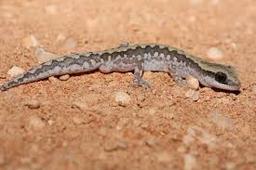 ساخت پوست مصنوعی با استفاده از مارمولک استرالیایی