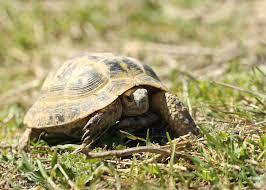 زباله‌های اقیانوسی تهدیدِ جدی برای لاک‌پشت‌ها