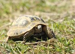 زباله‌های اقیانوسی تهدیدِ جدی برای لاک‌پشت‌ها