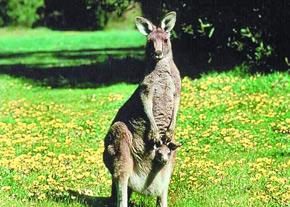 اولین مهاجران ساکن استرالیا چه می‌خوردند؟