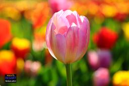 گزارش تصویری از فستیوال گل لاله در ملبورن 2015  Tesselaar Tulip Festival 2015