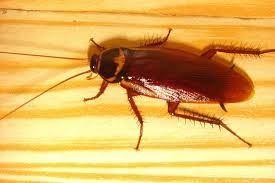 گاز سوسک «پنج برابر» گاز انسان قدرت دارد............